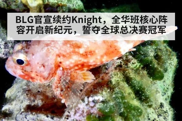 BLG官宣续约Knight，全华班核心阵容开启新纪元，誓夺全球总决赛冠军